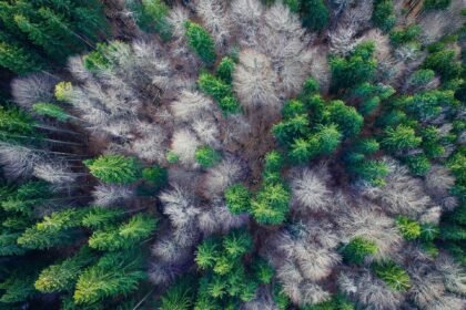 Thumbnail for the post titled: Environment